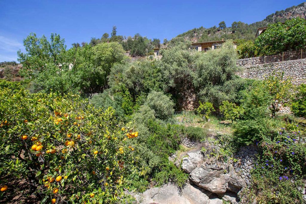 Land behind the house with citrus crops and olive groves