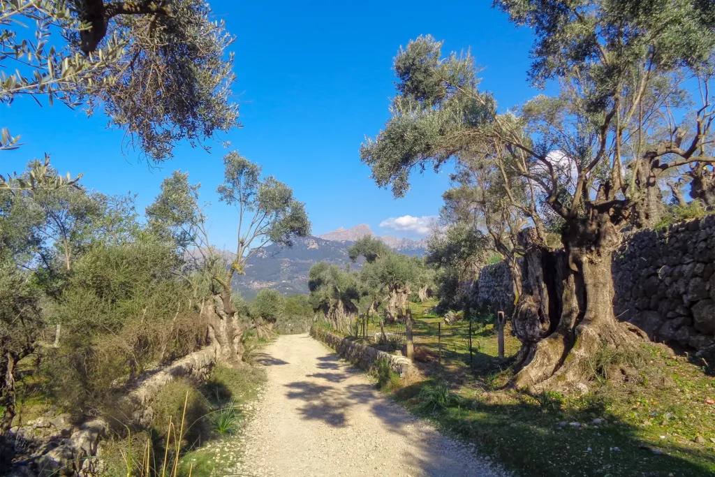 hiking track in soller valley mallorca. La muleta region near port de soller with stunning mountains in the backdrop